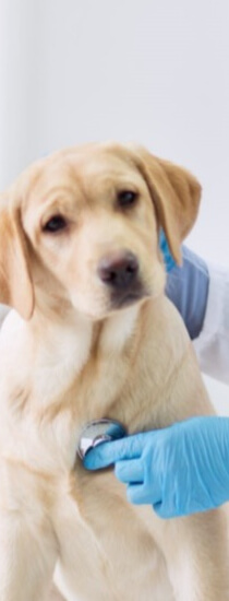 İç ve Dış Parazit Tedavisi